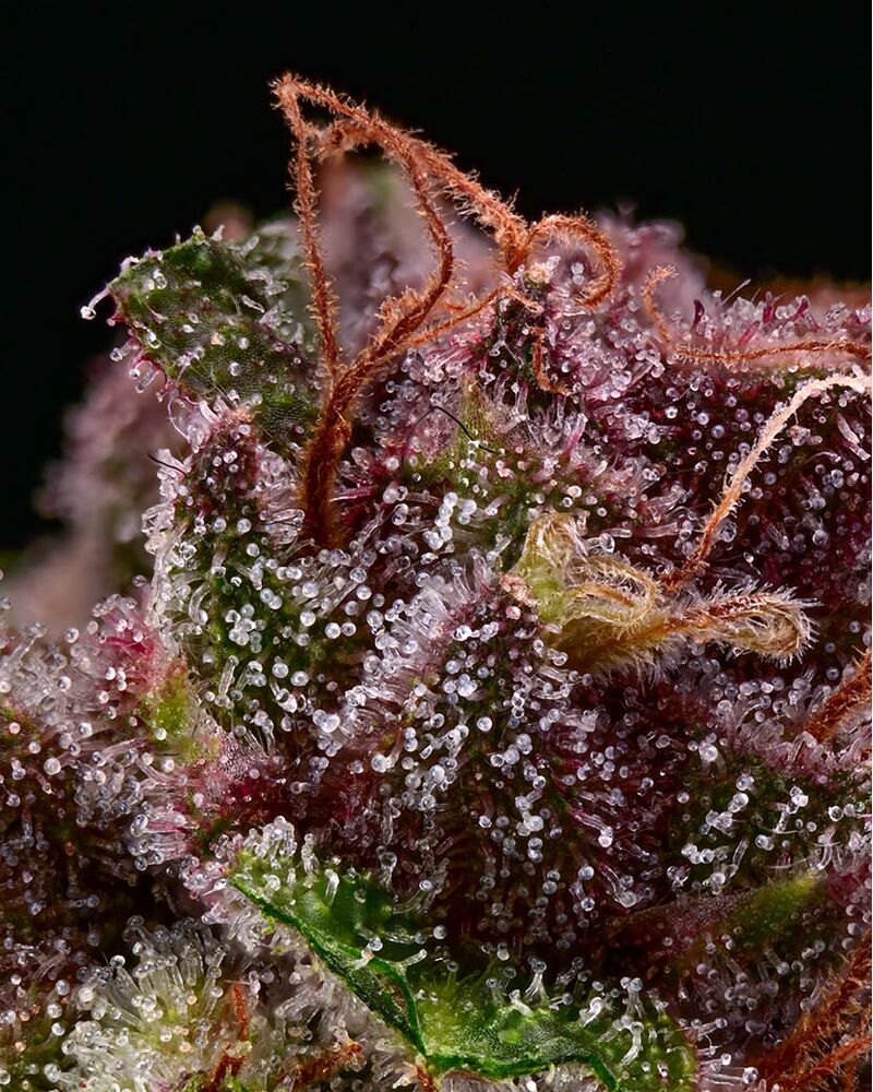 Amaretto Tarmac, Фасовка: 1, изображение 6